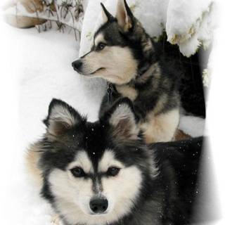 Alaskan Klee Kai wallpaper