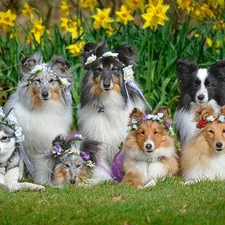 Alaskan Klee Kai wallpaper