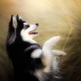 Alaskan Klee Kai wallpaper