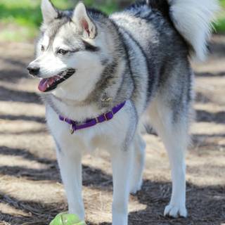 Alaskan Klee Kai wallpaper