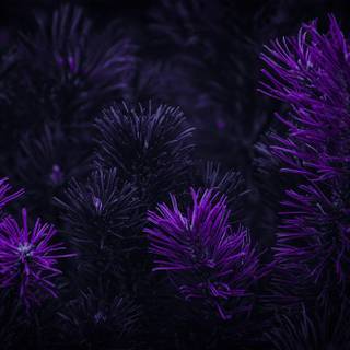 Dark purple aesthetic PC wallpaper
