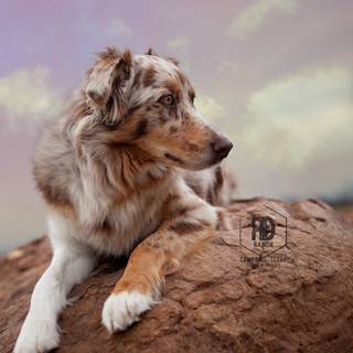 Aussies wallpaper