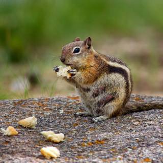 Small animal wallpaper