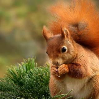 Small animal wallpaper