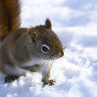 Small animal wallpaper