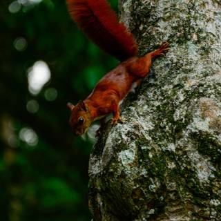 Small animal wallpaper