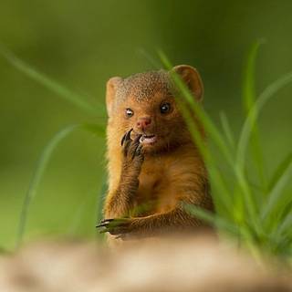 Small animal wallpaper