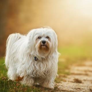 Small animal wallpaper