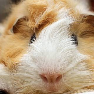 Small animal wallpaper