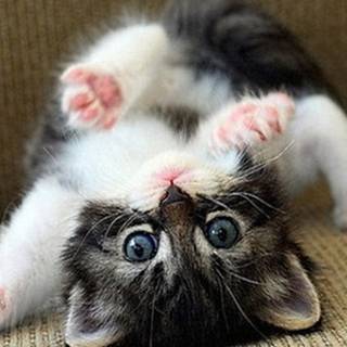 Small animal wallpaper