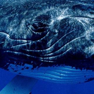 iPhone 11 sea wallpaper