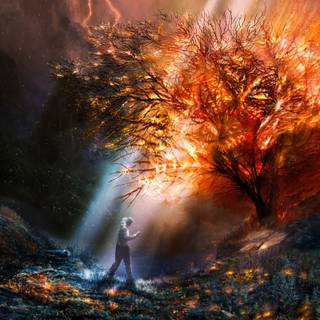 Burning bush wallpaper