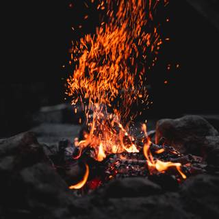 Burning bush wallpaper