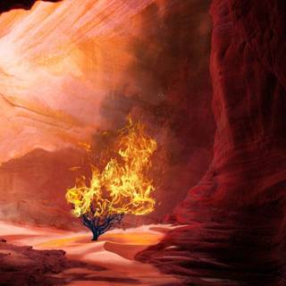 Burning bush wallpaper