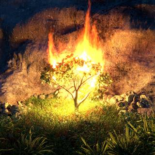 Burning bush wallpaper