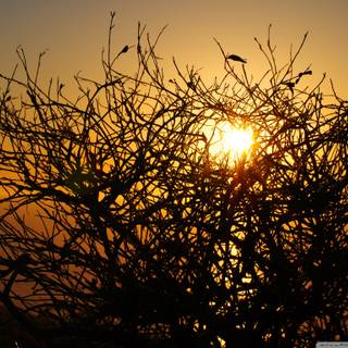 Burning bush wallpaper