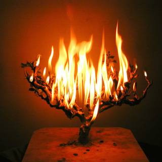 Burning bush wallpaper