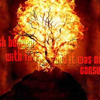 Burning bush wallpaper