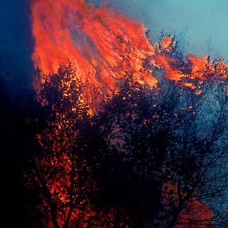 Burning bush wallpaper