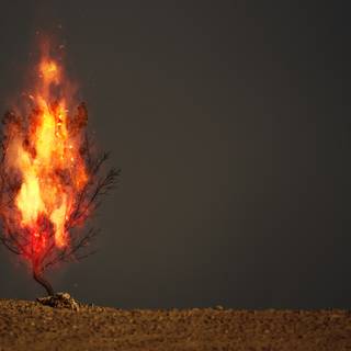Burning bush wallpaper