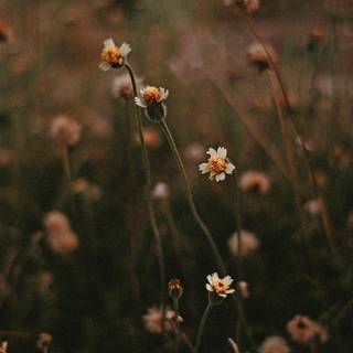 Brown aesthetic phone wallpaper