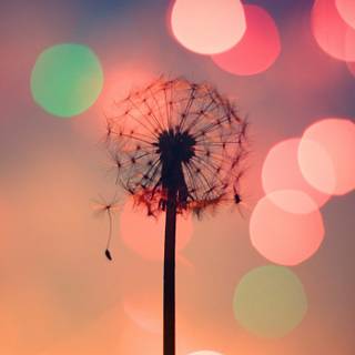 Colours mobile wallpaper