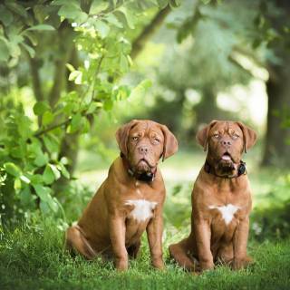 Dogue de Bordeaux wallpaper