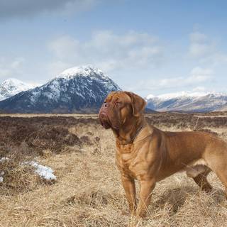 Dogue de Bordeaux wallpaper