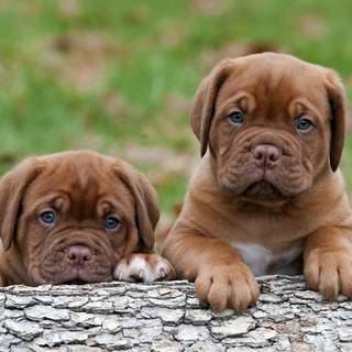 Dogue de Bordeaux wallpaper