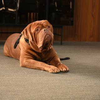 Dogue de Bordeaux wallpaper