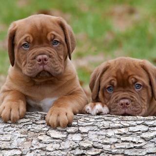 Dogue de Bordeaux wallpaper