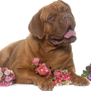 Dogue de Bordeaux wallpaper