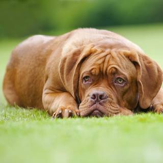 Dogue de Bordeaux wallpaper