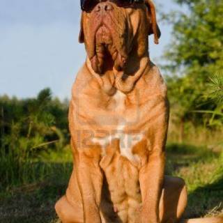 Dogue de Bordeaux wallpaper