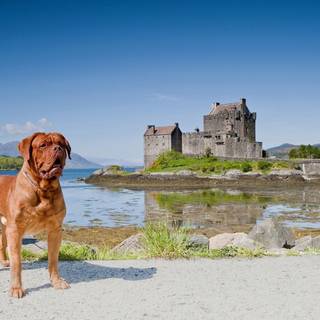 Dogue de Bordeaux wallpaper