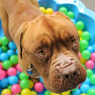 Dogue de Bordeaux wallpaper