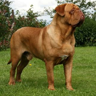 Dogue de Bordeaux wallpaper