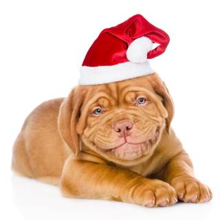 Dogue de Bordeaux wallpaper
