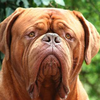 Dogue de Bordeaux wallpaper