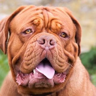 Dogue de Bordeaux wallpaper