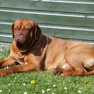 Dogue de Bordeaux wallpaper