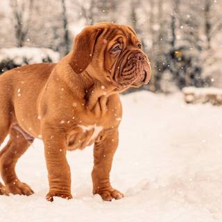 Dogue de Bordeaux wallpaper