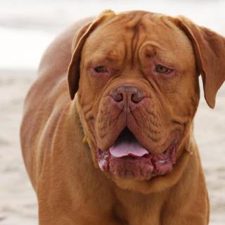 Dogue de Bordeaux wallpaper