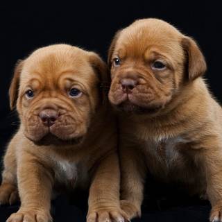 Dogue de Bordeaux wallpaper