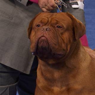 Dogue de Bordeaux wallpaper