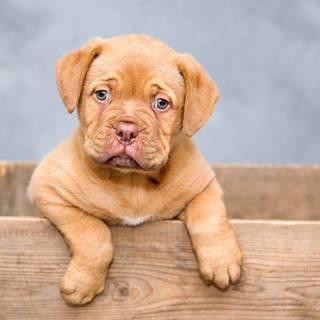 Dogue de Bordeaux wallpaper