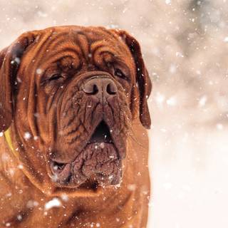 Dogue de Bordeaux wallpaper