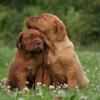 Dogue de Bordeaux wallpaper