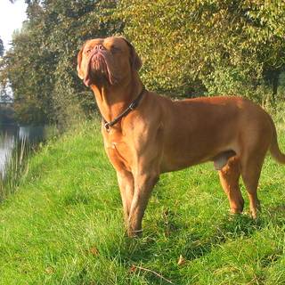 Dogue de Bordeaux wallpaper