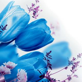 Blue tulips wallpaper